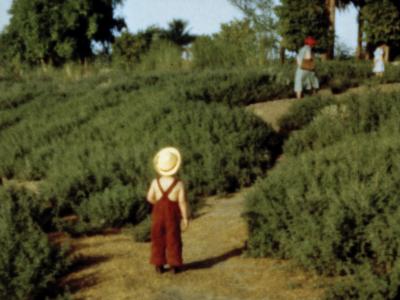 L'enfant au chapeau (vers 1950)